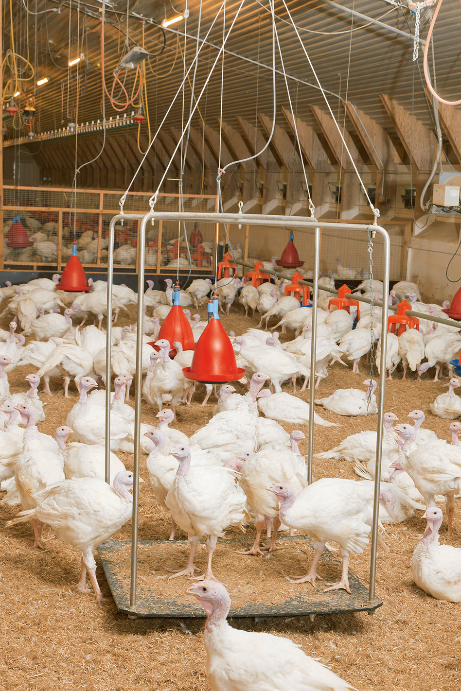 Automatic Turkey Weighing System