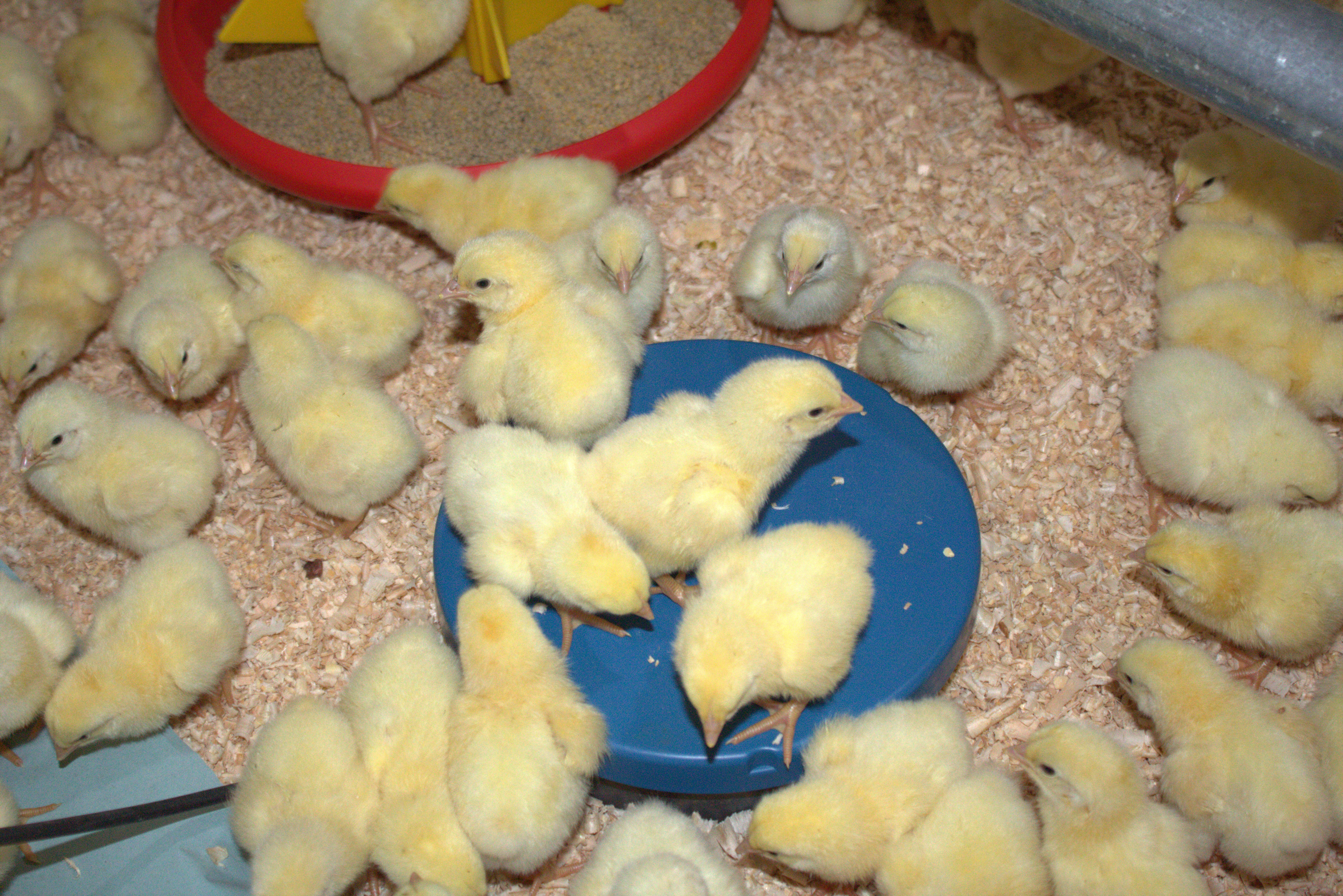 poultry scale